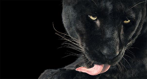 dazzlingwild's tweet photo. Stunning Black Panther. http://t.co/WyykGzUjWi