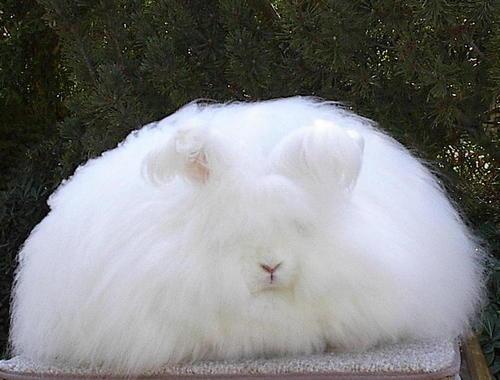 dazzlingwild's tweet photo. Who's a Fluffy Rabbit. http://t.co/wwZcaJ3zX0
