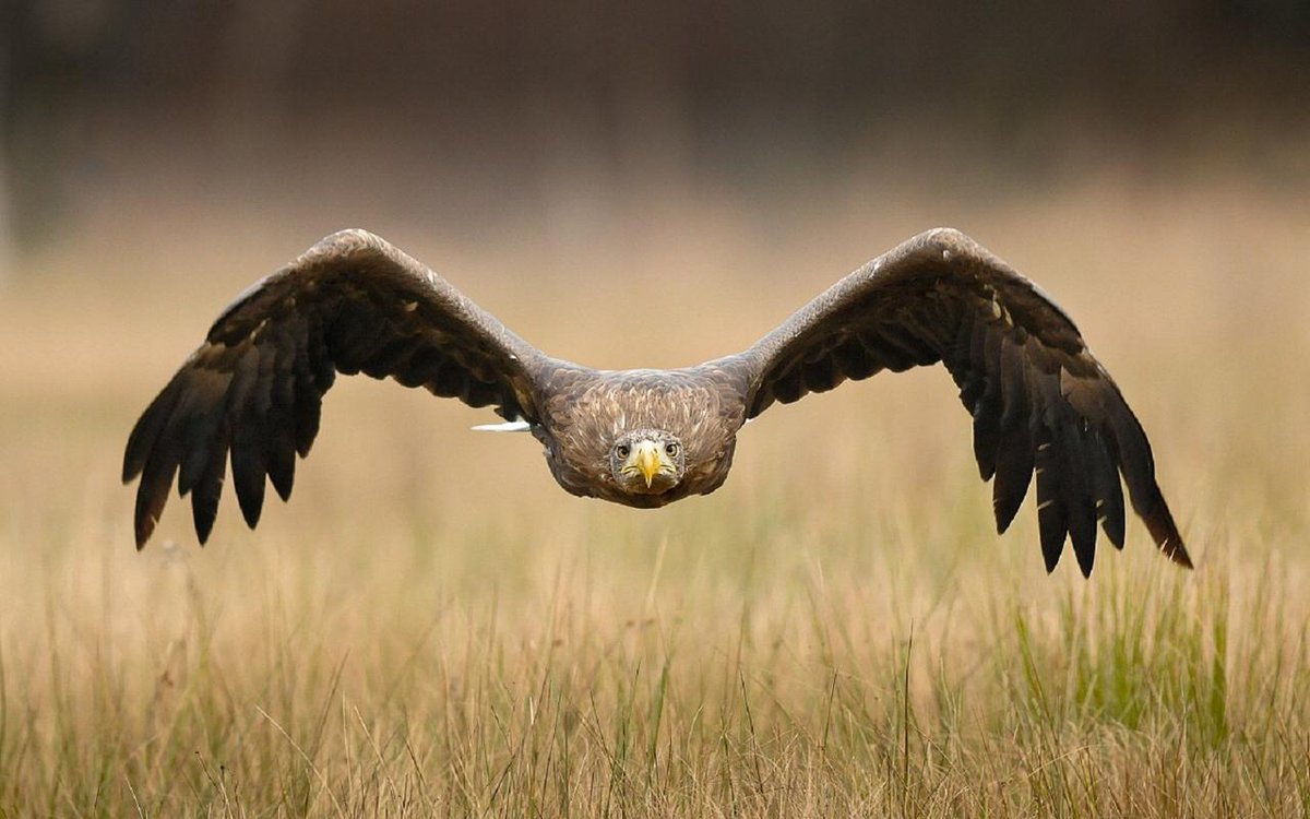 dazzlingwild's tweet photo. Amazing Shot. http://t.co/HA1aZXqcvK