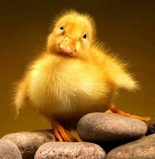 dazzlingwild's tweet photo. Hi. http://t.co/GEXbHjeeq1