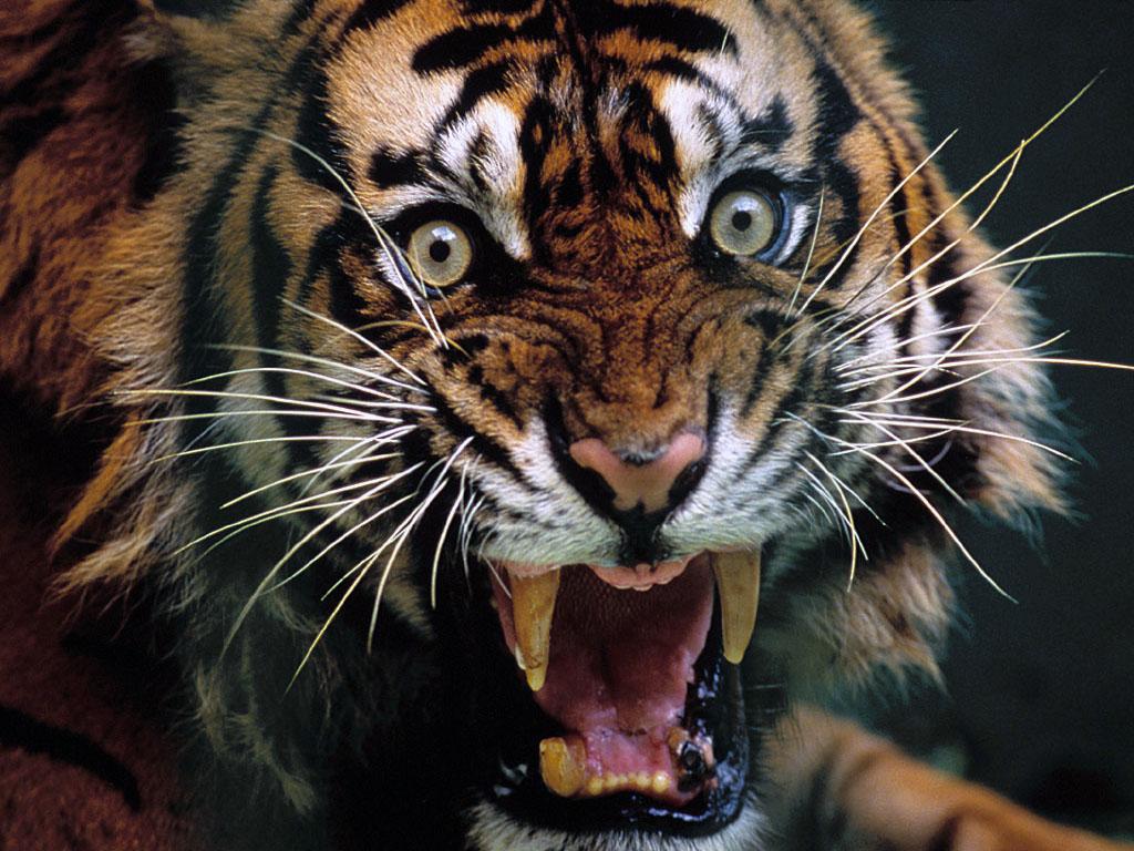 dazzlingwild's tweet photo. Scary or Beautiful? http://t.co/8LUOPwYEw4