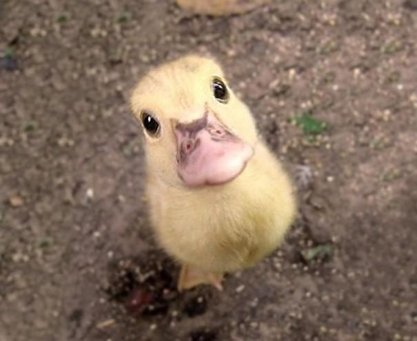 dazzlingwild's tweet photo. How Do Yo Say No To This (Duck) Face? http://t.co/C4Za1UoqEc