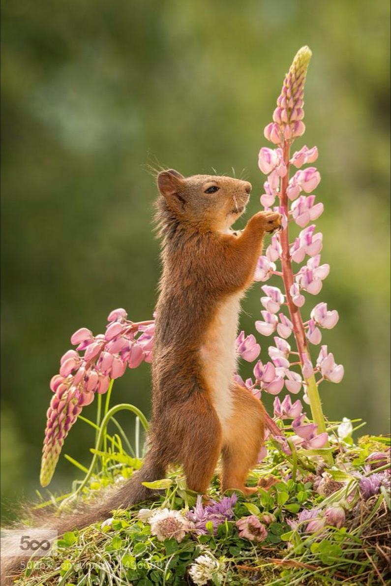ROMACARY's tweet photo. 🌿🌸 Happy week ! @xuxuMDZ @LaurisOrozcoL @lisabellegordon @alycam @silroad_saxman @vvikakan @SandraLuzAguirr @PeliMj http://t.co/wAGe9d6yn8