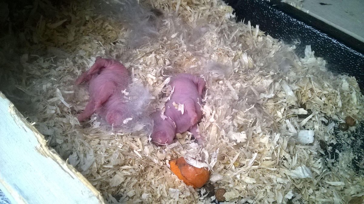 ArjanLangman's tweet photo. Hebben wij weer.... koop je vorige week een konijn en een week later..... #DoetMeDenkenAan17kittensJarenTerug http://t.co/Al1ULUJHQI