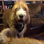 Photo by The Hound Report (@TheHoundReport)