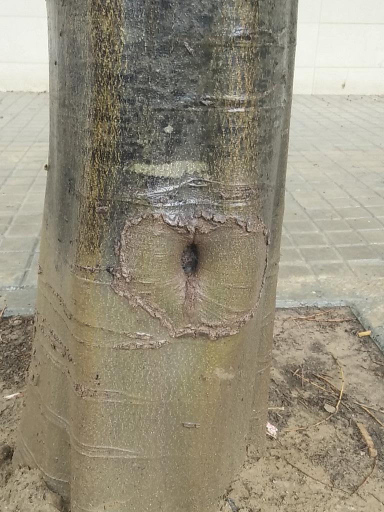 CMollM's tweet photo. Ojete de árbol! http://t.co/dq4Wpww06r