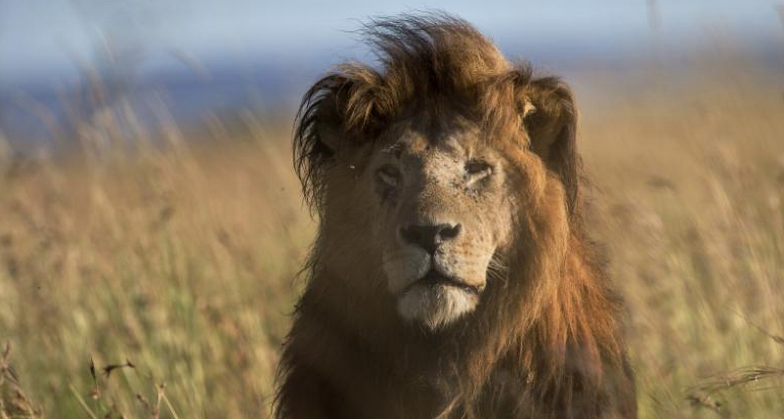 VICENews's tweet photo. The dentist who killed Cecil the lion says he's heading back to work: http://t.co/UaNzIfh2p2 http://t.co/kRvI1NeUJl