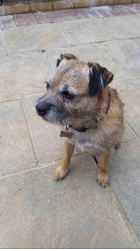 dog_bryn's tweet photo. @_DrGolf next time u tell me to sit I'm going to bite your other f*****g hand #saveBrynsballs http://t.co/pfmmkFbxoO