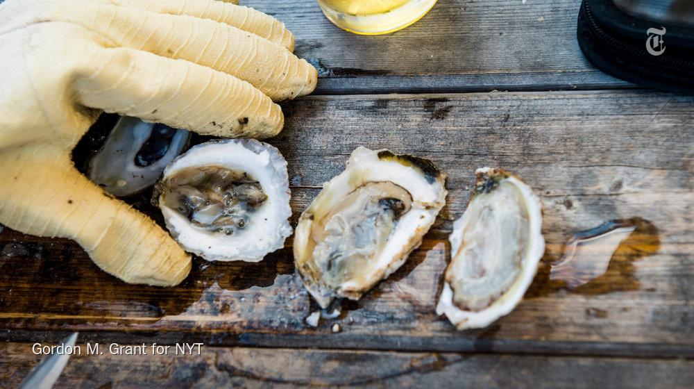 Oysters may help norovirus, sometimes known as "cruise-ship flu," spread among humans nyti.ms/1QkDZVn