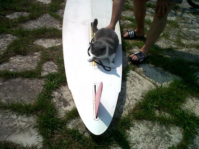 LordGraydon's tweet photo. Tried wake boarding. #catbalance http://t.co/GPyDVCldmO