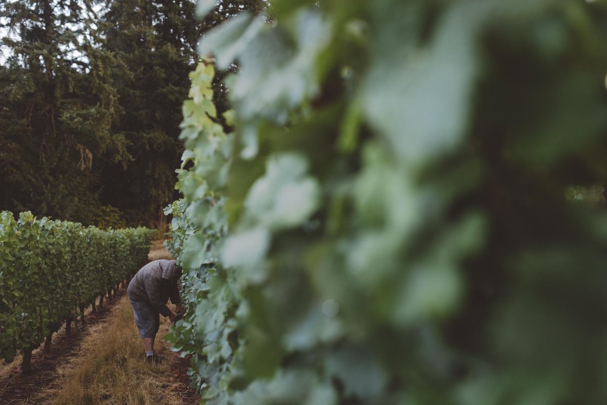 Ch24vineyards's tweet photo. Sampling in the #vineyards during the afternoon's light rain. #harvest2015 #orwine #chapter24vineyards http://t.co/Twsw4wPvdf