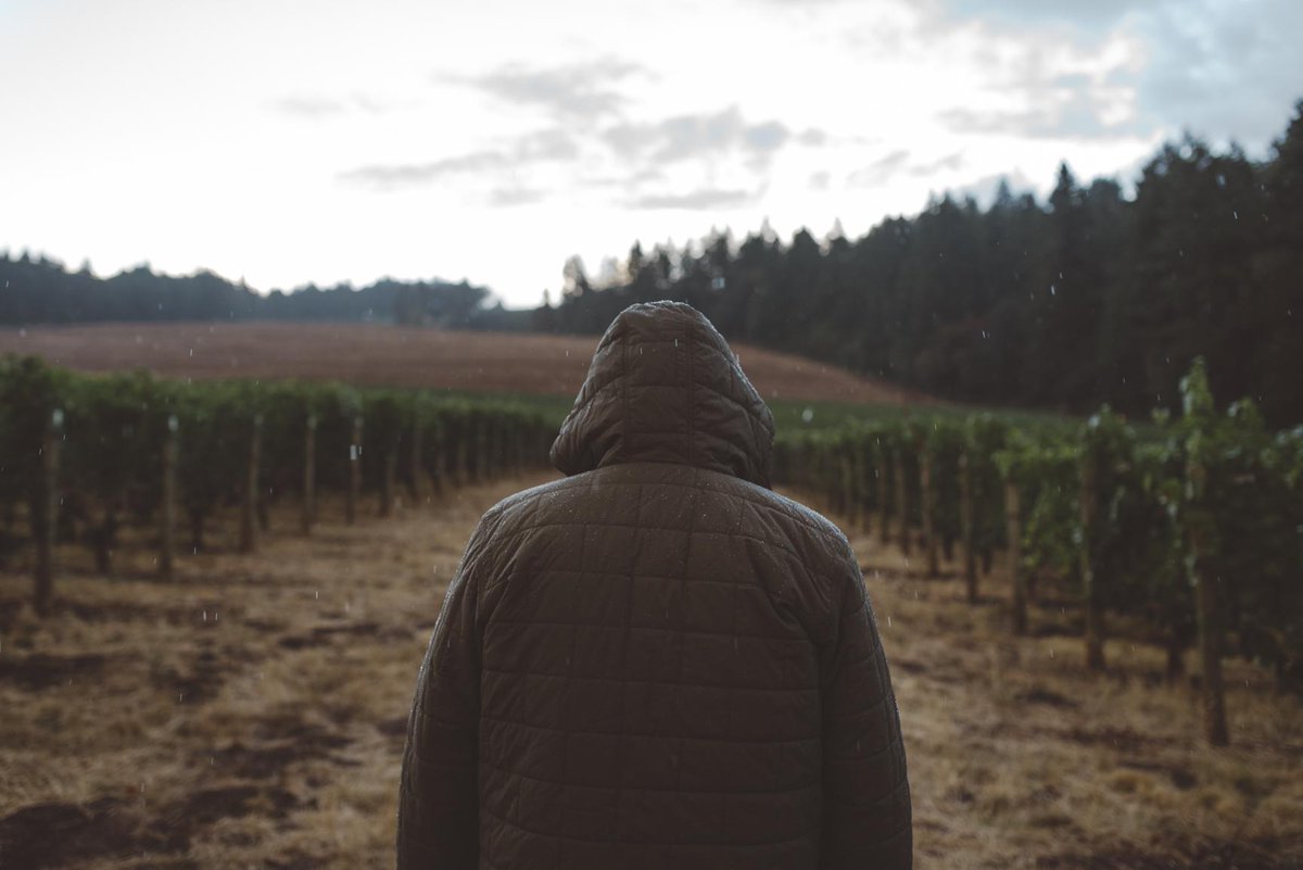 Ch24vineyards's tweet photo. Sampling in the #vineyards during the afternoon's light rain. #harvest2015 #orwine #chapter24vineyards http://t.co/Twsw4wPvdf