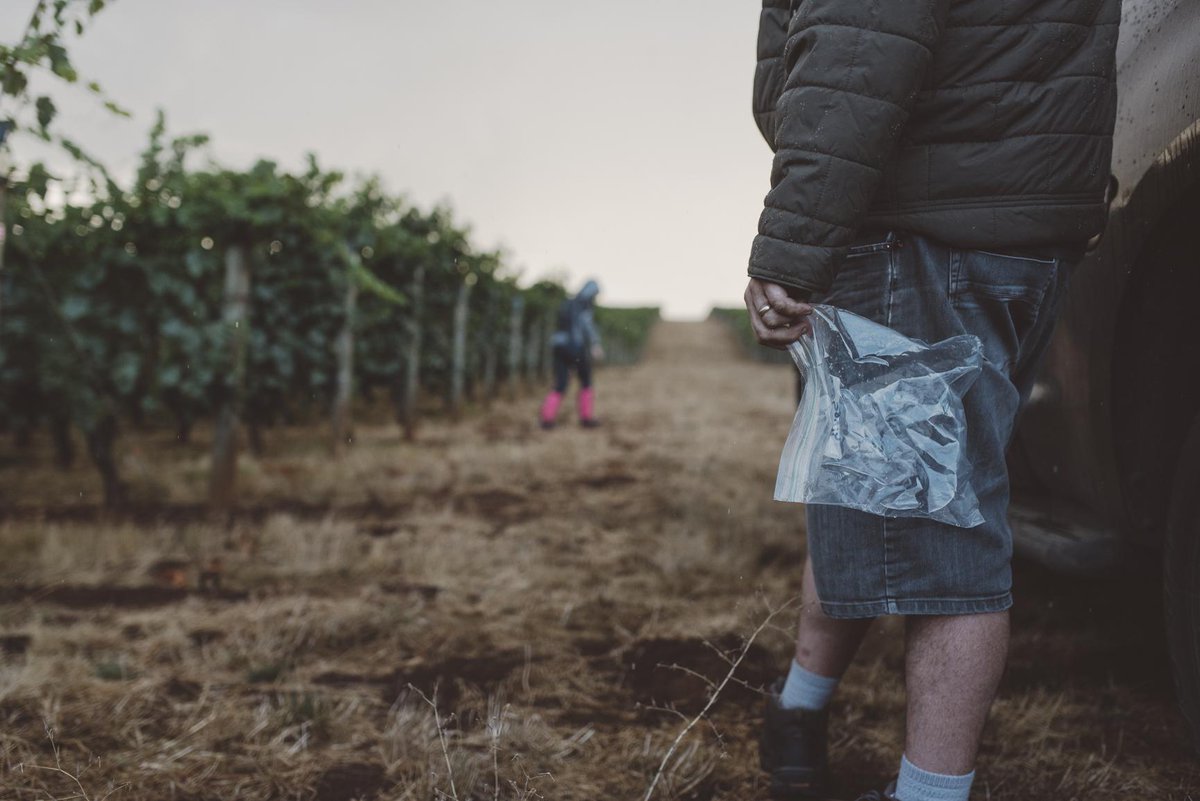 Ch24vineyards's tweet photo. Sampling in the #vineyards during the afternoon's light rain. #harvest2015 #orwine #chapter24vineyards http://t.co/Twsw4wPvdf