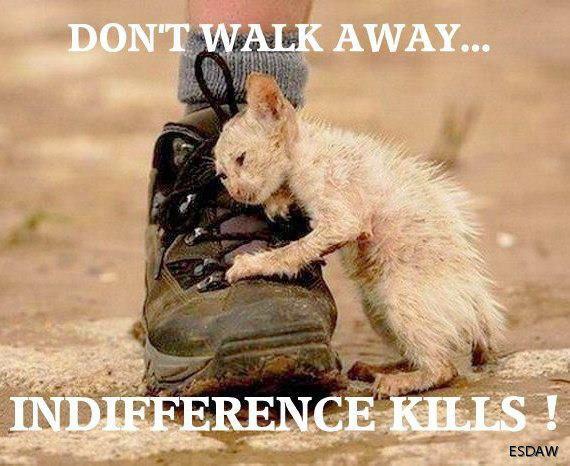 _AnimalAdvocate's tweet photo. My #MondayMotivation is to have a #FridayFeeling everyday?
I achieve it by showing #compassion every day❤️
Be #Vegan http://t.co/kV548ZmPq0
