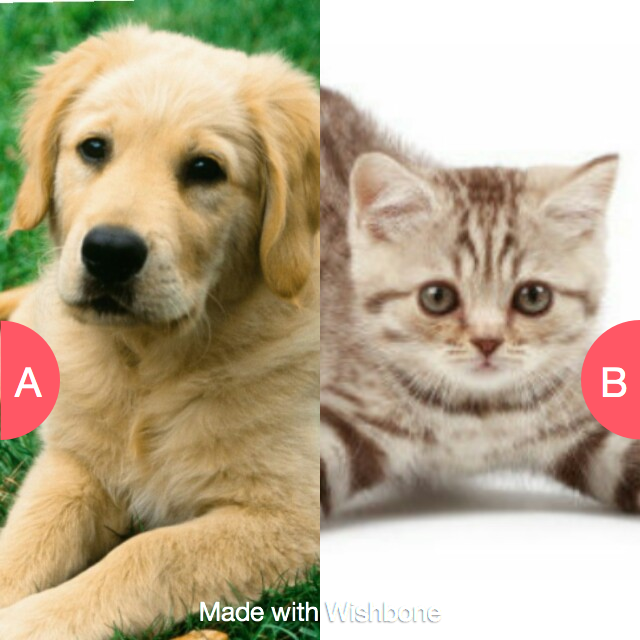 LucyMay3756's tweet photo. Dogs or cats? ???????? http://t.co/Sx0dLM2dHm http://t.co/5seyhFY4Zw