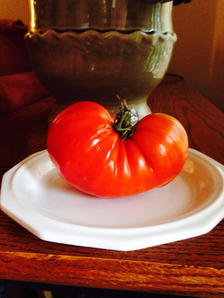 🍅My very last #tomato of the season. Shaped like a ❤️.  #gardenchat #foodie