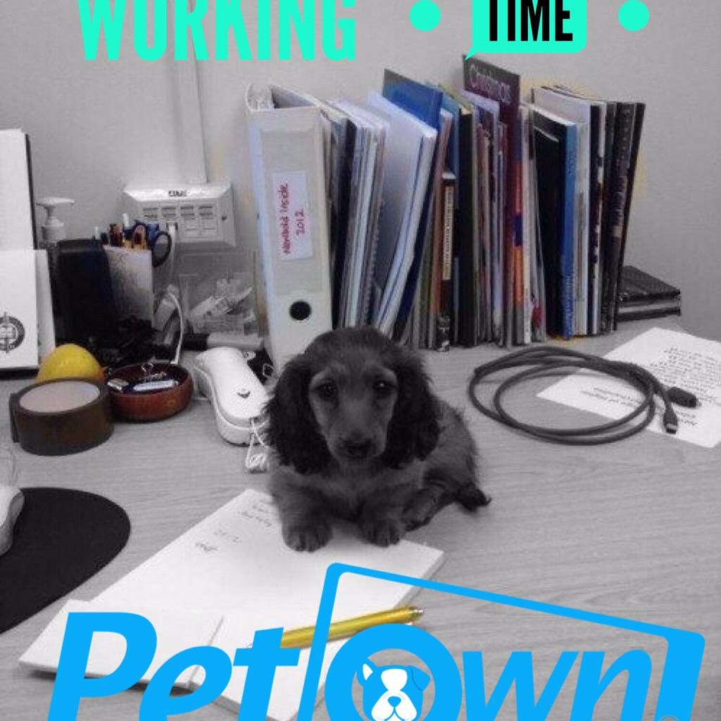 pet_own's tweet photo. Feliz lunes comenzamos con la mejor energía listos para trabajar por ellos. Recuerden #elamortransforma http://t.co/qqvzUiChXS