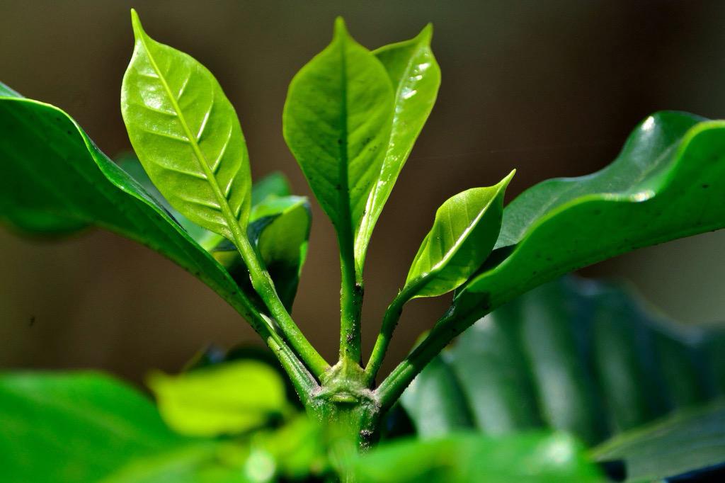 New growth = Water + Light + Nutrients + Care