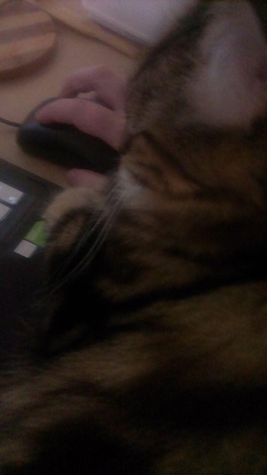 catsandtrek4eva's tweet photo. @Michellelhs My STO playing is currently interrupted by Anya. #saynotomac #twinsies4life #numbhand #kittykittykitty http://t.co/tF7LzVd31X