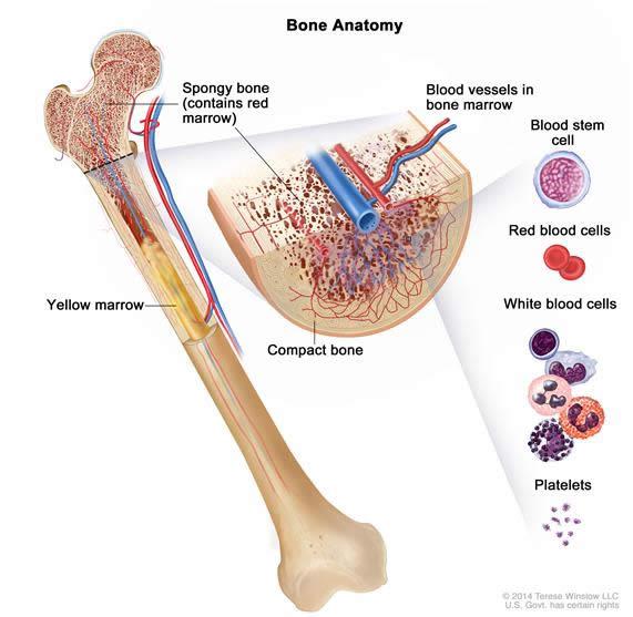 madefrombiology's tweet photo. Blood cells are made in bone marrow http://t.co/syZKRp9d3D #biology http://t.co/Gl27dlmVB2