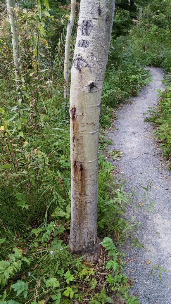 gervpellet's tweet photo. @treetaggr #populus trimuloides #chancre http://t.co/tGKUwechaD