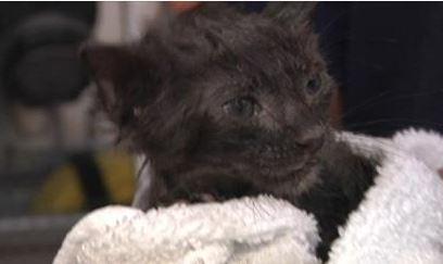 This little kitty was saved from a storm drain and needs a place to call home. bit.ly/1UCD5V2 http://t.co/xECTHTi1MB