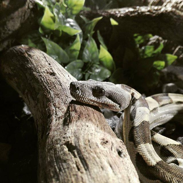 reptiles's tweet photo. #Reptiles: RT @bo_mathiesen: #boaconstrictor #boamorph #boa #boas #boasofinstagram #boasofig #boa_basement #snake #… http://t.co/WHgtXBwbUn