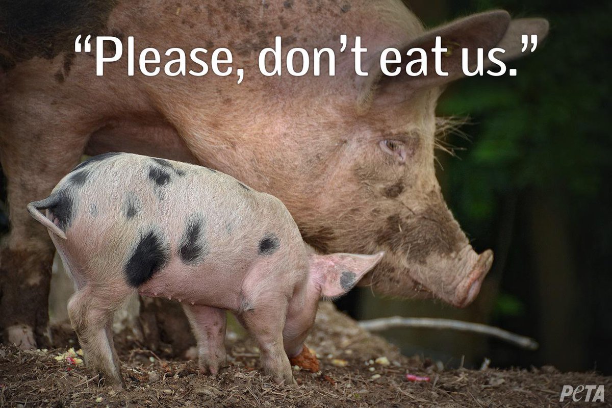 peta tweet picture