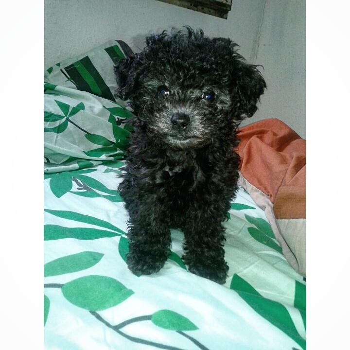 Aguss_lds's tweet photo. Te amo mi pepona hermosa!!!! 💜😍👌 http://t.co/hXRjVnmm4S