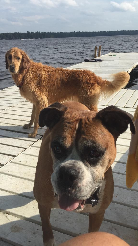 theflyingyosh's tweet photo. Anticipation of the tennis ball. #theflyingyosh #dogs #boxerdog #dogsoftwitter #LaborDayWeekend #bestie #waitforit http://t.co/iDuId1w2rW