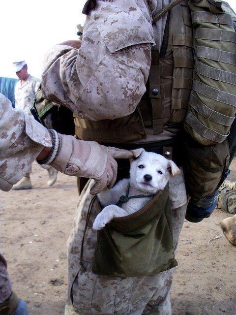 Pupgasm's tweet photo. Pup on a mission 💯 http://t.co/ZEIPMUuwzK
