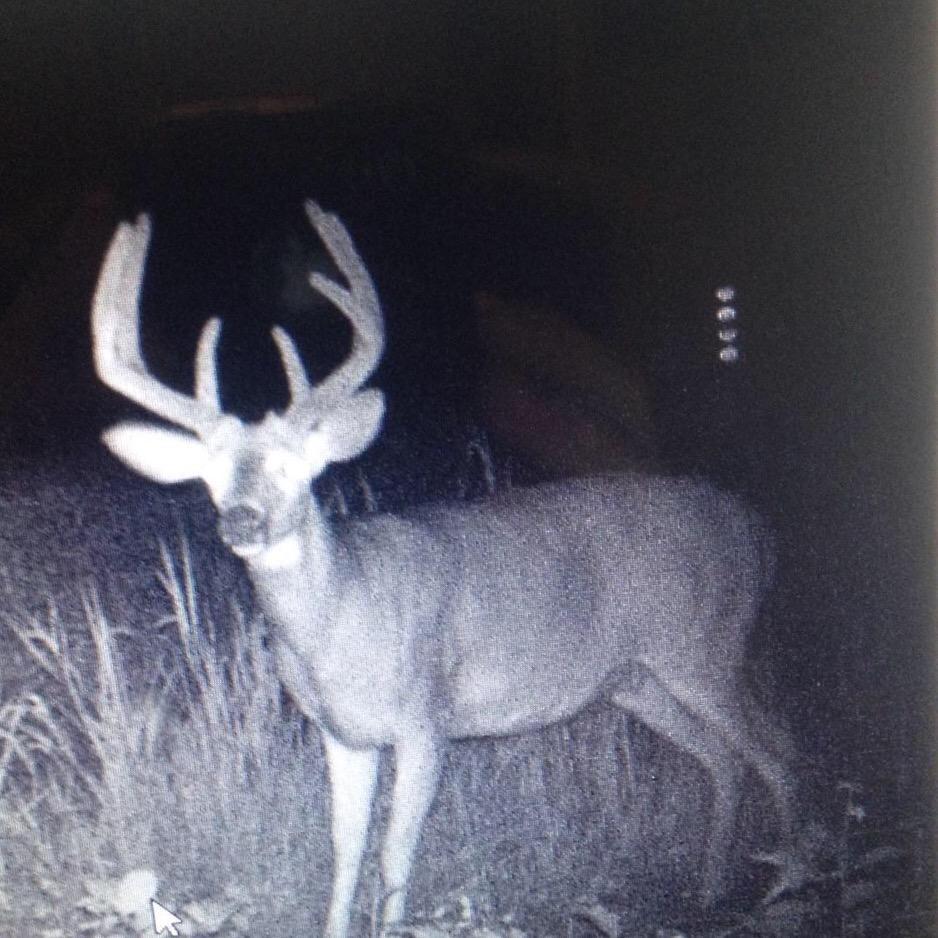 theTroyFair's tweet image. @AverageHunter #TrailCamMonday first camera looks