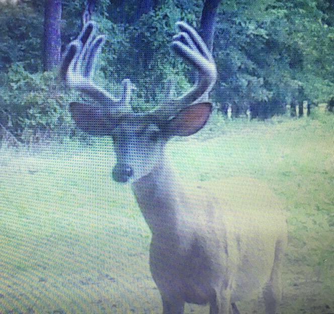 theTroyFair's tweet image. @AverageHunter #TrailCamMonday first camera looks