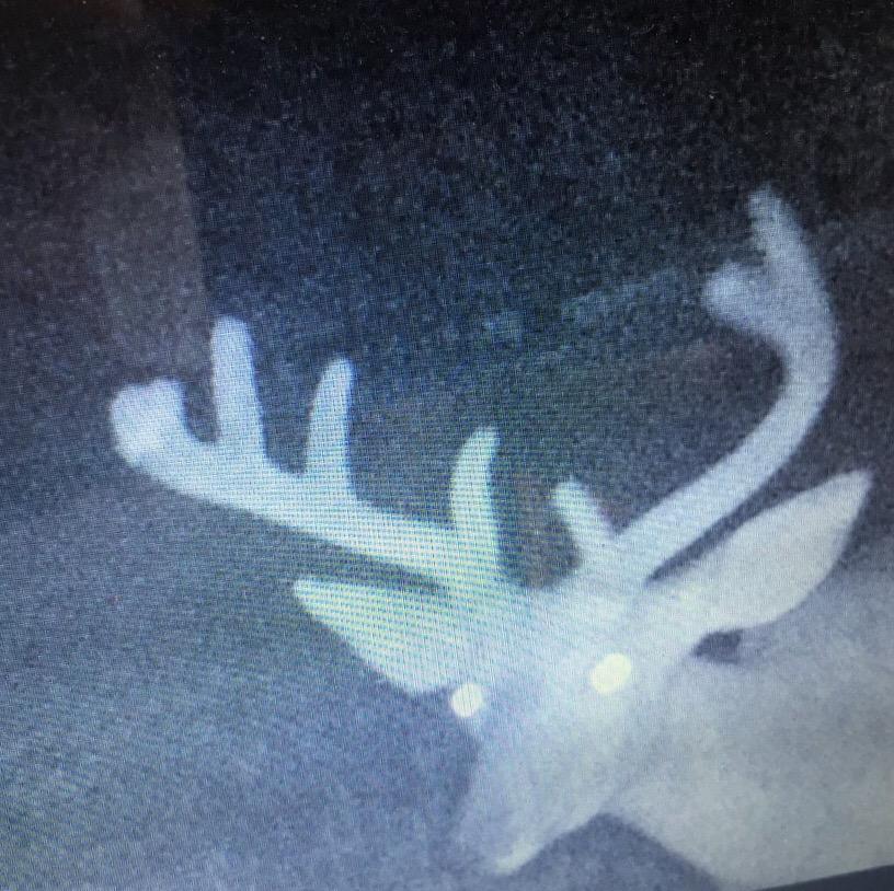 theTroyFair's tweet image. @AverageHunter #TrailCamMonday first camera looks