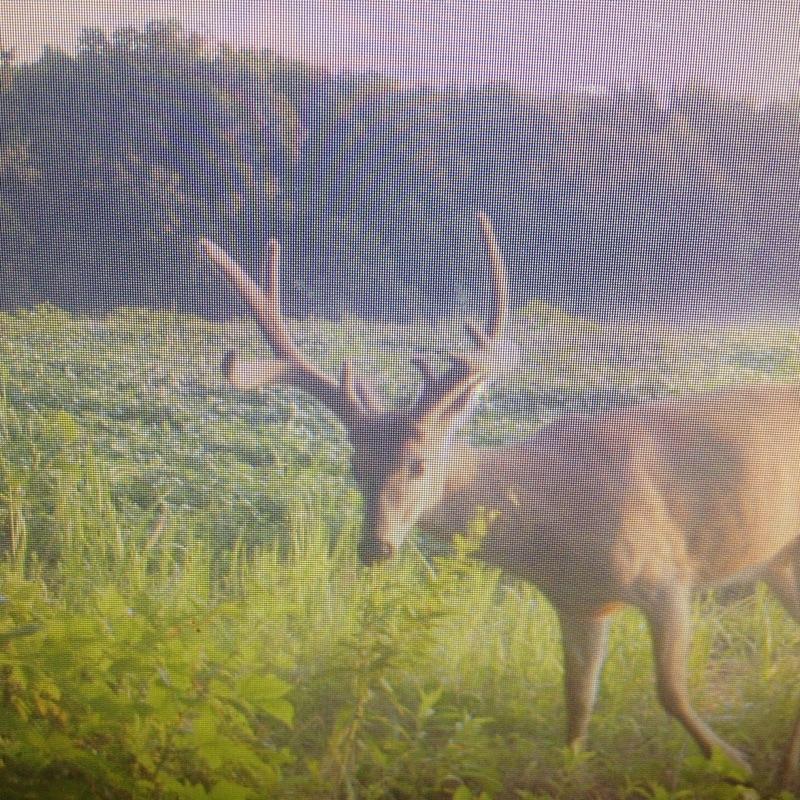 theTroyFair's tweet image. @AverageHunter #TrailCamMonday first camera looks