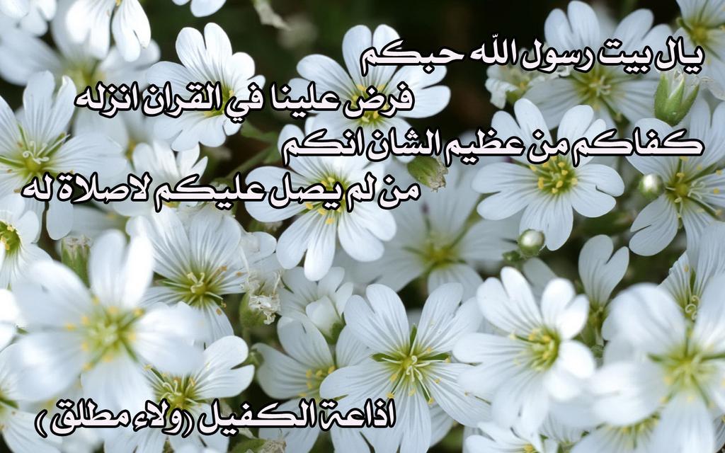 Мелкие белые цветы. Цветок ясколка. Белые цветочки все. Белые цветочки все. Цветок с маленькими белыми цветочками.