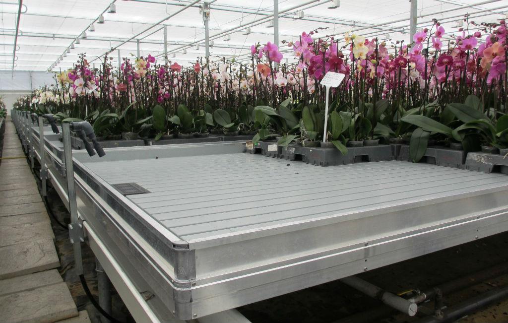 HOVEInt's tweet image. Why our rolling benches are superior
hoveintl.com/products/fixed…

#horticulture #hoveinternational #logiqs #pottedplants