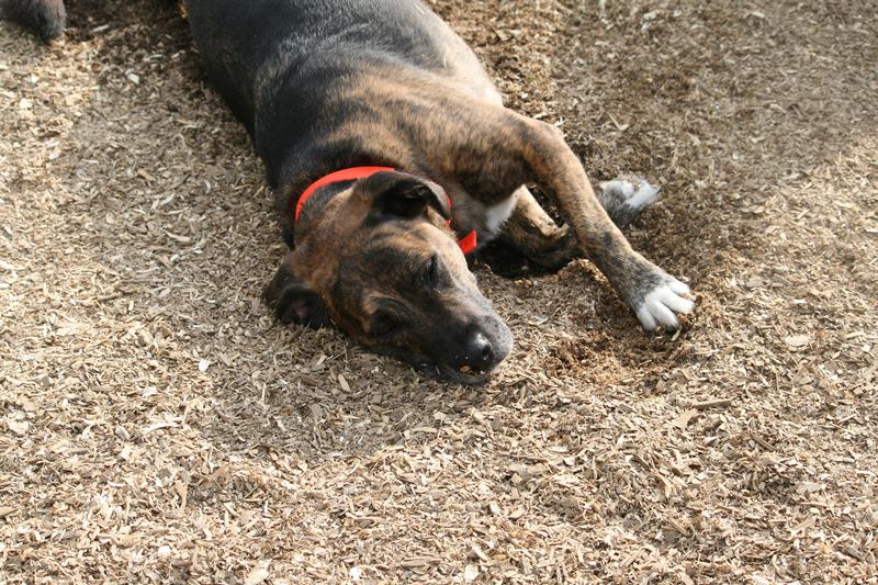 CampCookstown's tweet photo. Little Duke is very tired after a fun-filled day at Camp Cookstown
#DogLovers
#CampCookstown
#DogPics http://t.co/PXu16nOTX0