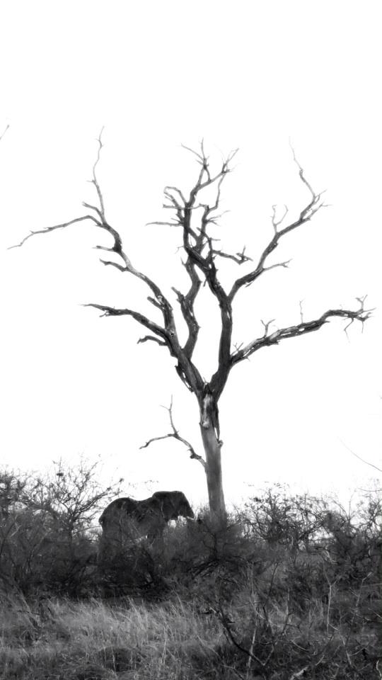 ReMarcable5's tweet image. My land of giants and spiritual sunsets. #elephants, #mansimvula #mopanegrove