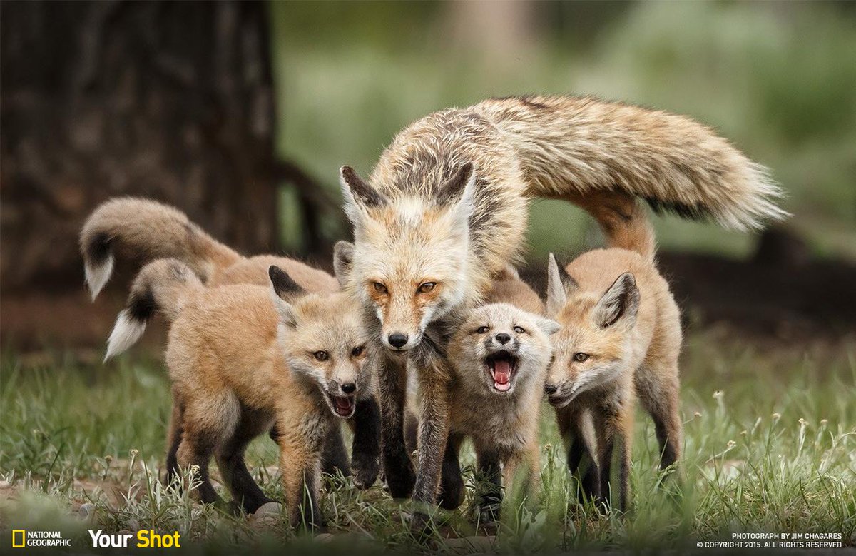 NatGeo's tweet image. Help us caption this #YourShot image—then take a look at our winning captions from August:  on.natgeo.com/1PXCf3L