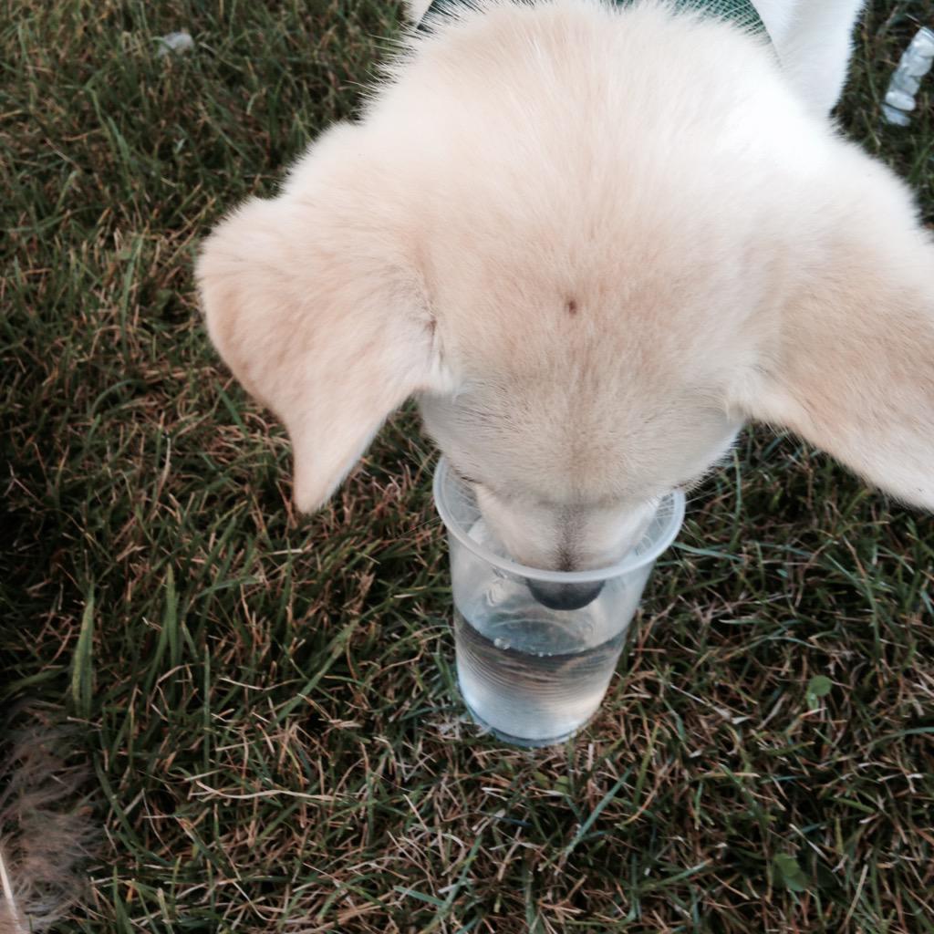 huronuni's tweet photo. We interrupt this incredible Move-in Day to remind you to stay hydrated! #HuronUC #OWeek2015 #oweekwestern http://t.co/vsnh8A6ZyF