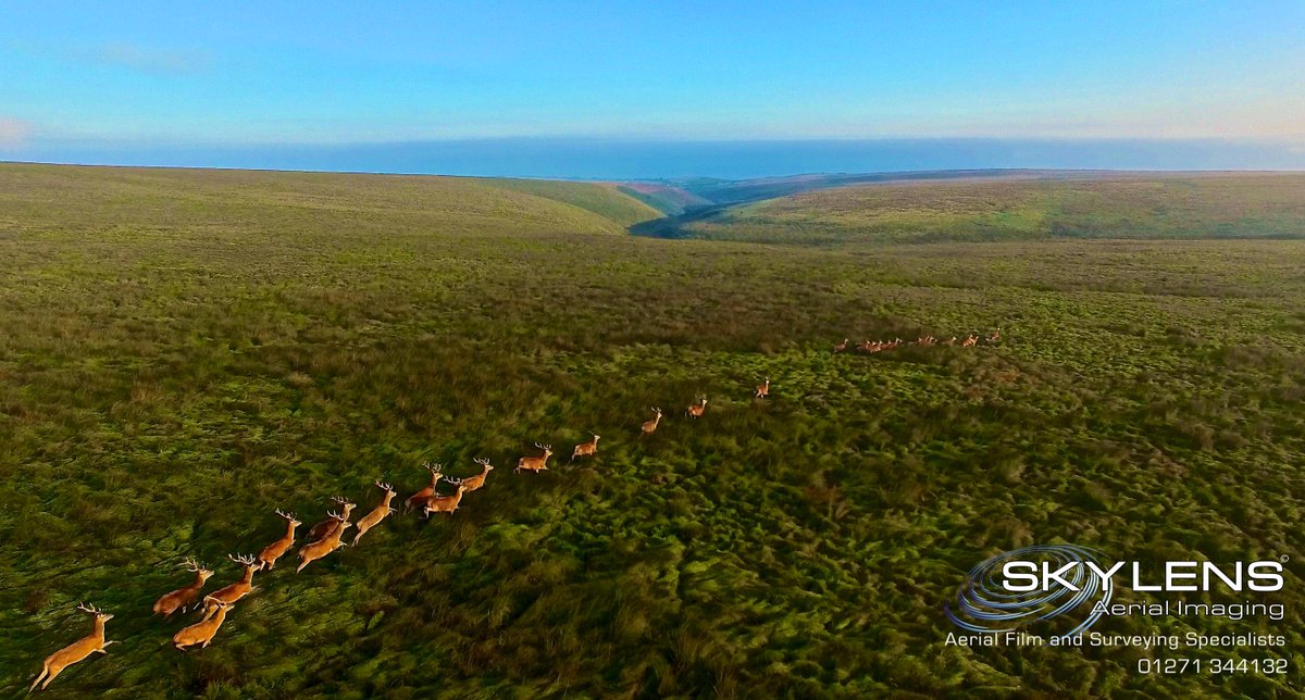 SkyLensAerial's tweet photo. Look what surprised us at sunrise on exmoor! @TheBestofExmoor @DevonLifeEd @DevonLife @CountryfileMag @ExmoorNP http://t.co/Y2BRcVSUm4