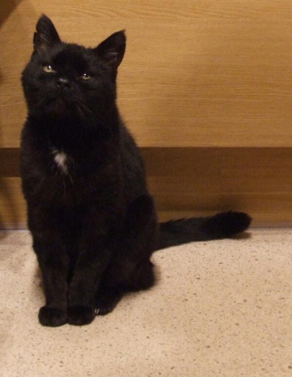 WHY MY CAT IS SAD on Twitter "My cat is sad because he closes his eyes
