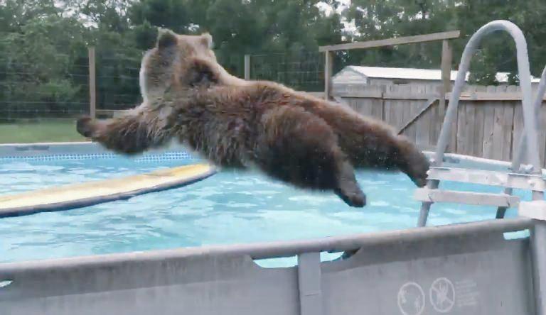 AnimalsCampaign's tweet photo. This Gorgeous BIG B🅾Y L❤VES Belly Flops InThe POOL! 🐾🐹🐾💙🐾🐬
https://t.co/3oftj5u2YJ 
#AnimalsHavingFun💘      
💕#Bears http://t.co/sIKDJhBxWZ