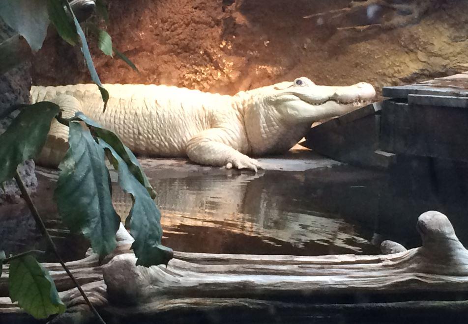 WWLTV's tweet image. Aquarium&apos;s rare white alligator dies
on.wwltv.com/1UCOmVp
