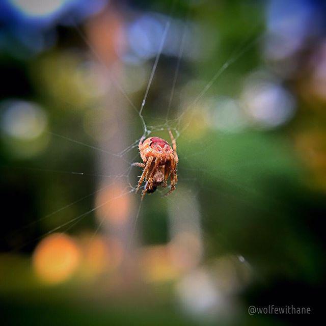 wolfewithane's tweet photo. #spider: #olloclip #macro Editing: #ftgrf http://t.co/JTMsyaxVgX