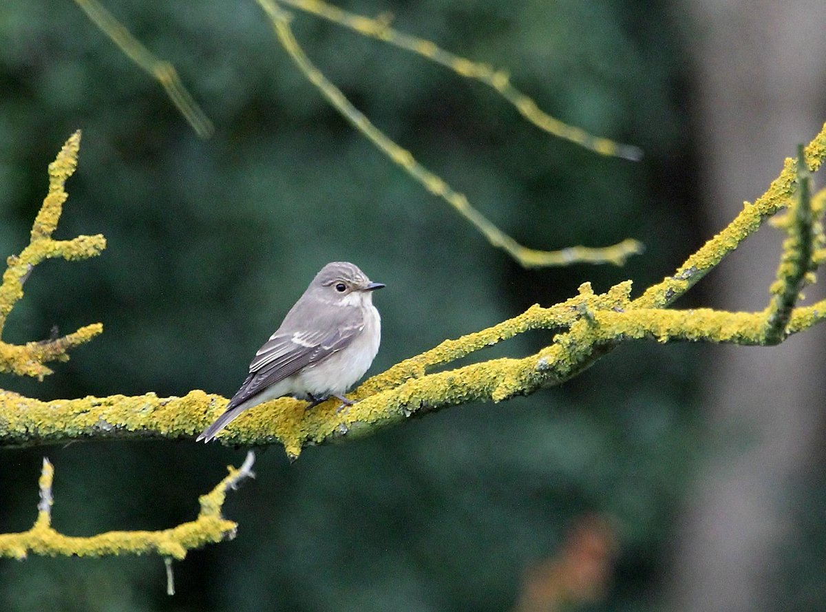 raptorwatcher's tweet photo. Spotted Flycatcher @spurnbirdobs #SpurnMigFest #CliffFarm at the weekend #spottedfly #Yorkshirebirding http://t.co/Lm4GaEZo8N