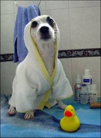 CroquetoEdoMex's tweet photo. #NoEsMentiraSiTeDigo que solo quiero que mi cachorro sea bañado por #CroquetoMex http://t.co/aMPnFVRJcx