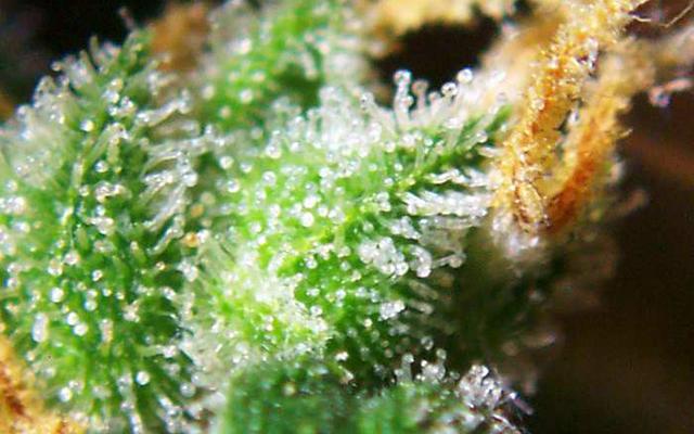 #THC and other #cannabinoids inhibit #tumor growth

dld.bz/dSw6t
#cbd #cannabis#cancer #MME #marijuana