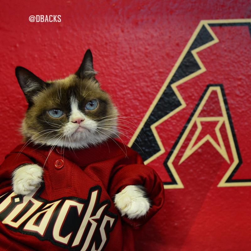Dbacks's tweet photo. An Arizona native, @RealGrumpyCat is at Chase Field to "throw" out today's ceremonial first pitch. 😼 http://t.co/hcSwYgWyqp